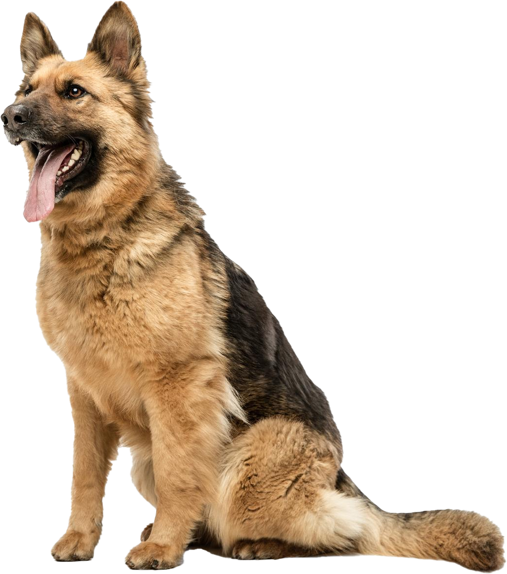 petsmart-veterinary-services-veterinarian-springfield-pa